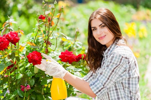 A young woman with long brown hair, dressed in a light checkered shirt, is smiling while pruning bright red roses with gardening gloves on in a well-maintained outdoor garden. The garden features a lush green lawn in the foreground, bordered by flower beds filled with flowers and shrubs. Behind her, there are mature trees and a hedge line that provides privacy, with colorful flowers and foliage adding natural contrast. The scene is brightly lit by natural sunlight, indicating a clear day suitable for outdoor gardening activities. The woman appears engaged in garden maintenance, reflecting professional landscaping and lawn care services provided by Gardening Services Pimlico, which operates within the Pimlico area of London. The garden’s layout suggests careful planning with a mixture of flowering plants, a neatly clipped hedge, and a healthy planting environment, contributing to the overall aesthetic and natural appeal of the outdoor space.